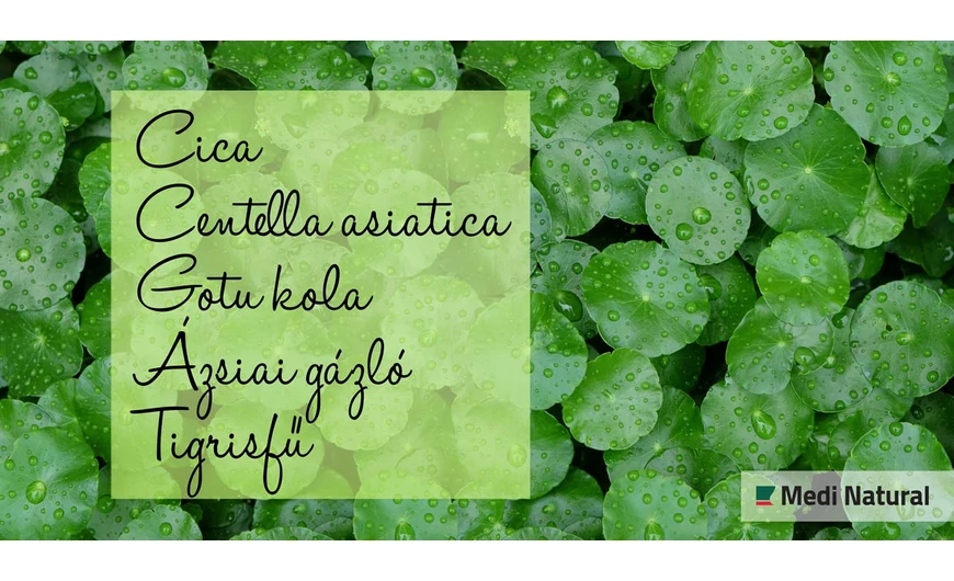 Bemutatjuk a MediNatural cica krémeket, amelyek tökéletes bőrápolást biztosítanak számodra!