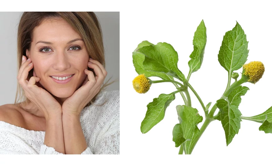 Acmella, a leghatékonyabb természetes ránctalanító