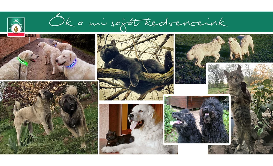 Mondd, szereted az állatokat? Ma van az állatok világnapja!