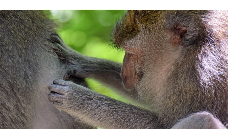 Tuti tipp fejtetű ellen -hogyan szabadulj meg a tetűtől Teafaolajjal
